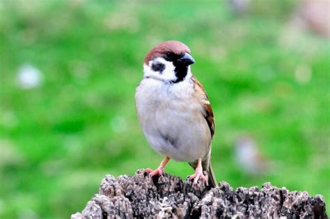 麻雀會築巢嗎|【麻雀祕密】麻雀真的變少了？「害鳥」其實是誤會？。